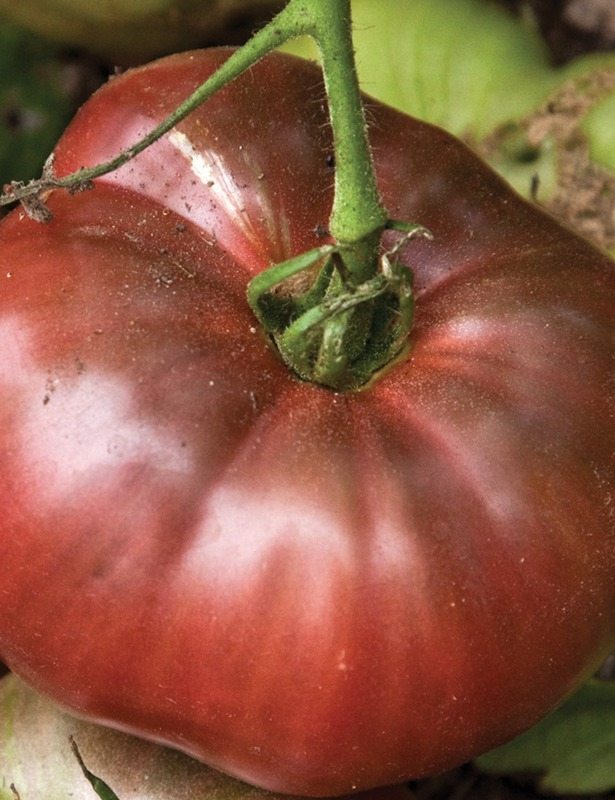 Tomato viagra ebay Tomato viagra ebay