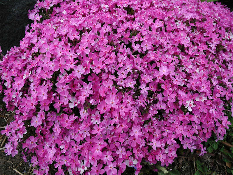 Phlox Creeping Schwartz s Greenhouse