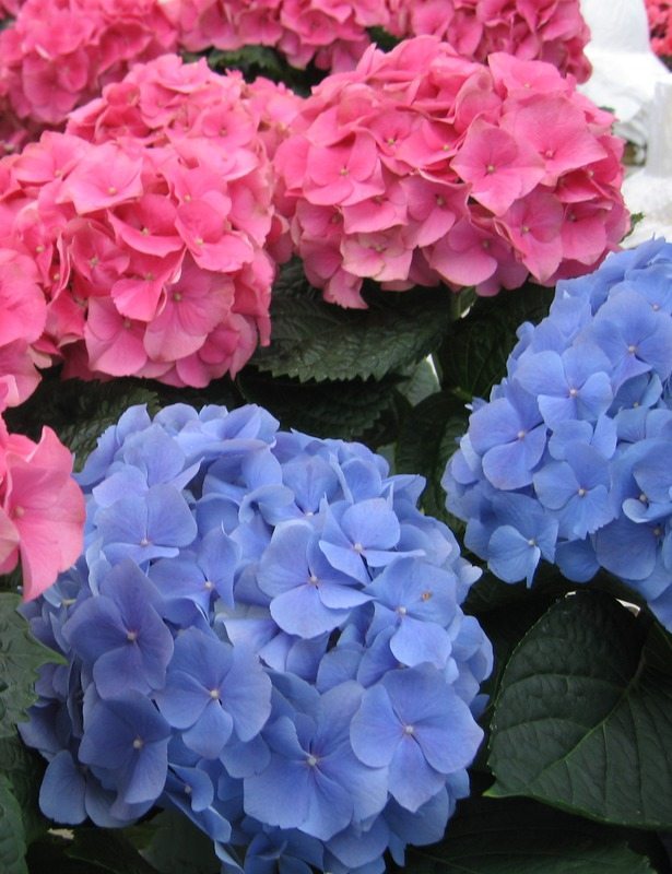 Perennial Possibilities with Perennial Jenny