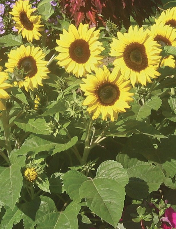 Sunflower, Ballad