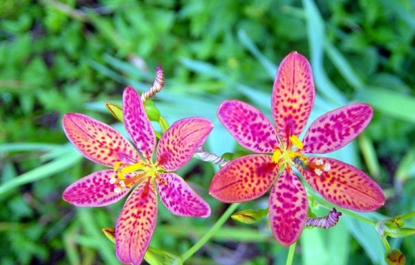 Belamcanda Chinensis (blackberry lily, leopard lily)