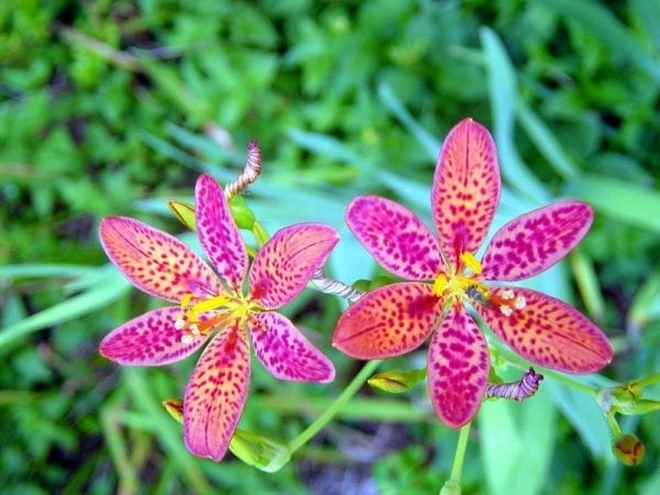 Belamcanda - Blackberry Lily, Leopard Lily