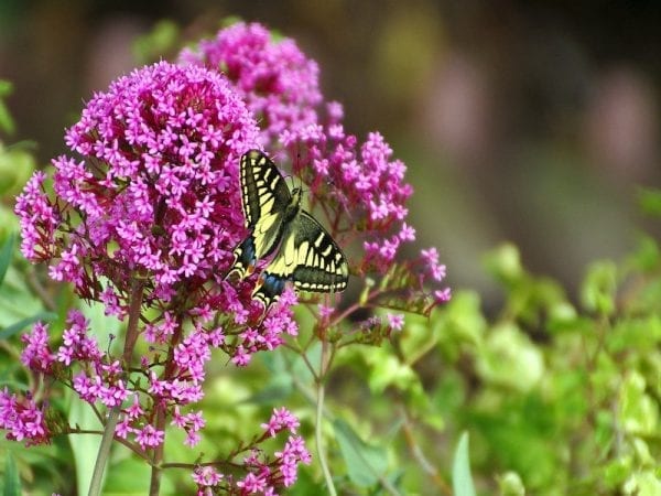 Buddelia - Butterfly Bush
