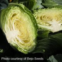 Cabbage, Dutch
