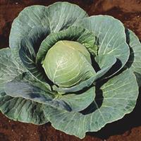 Cabbage, Stonehead