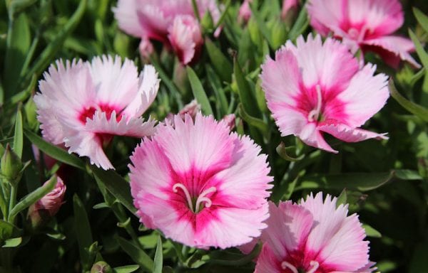 Dianthus (carnation/pinks)