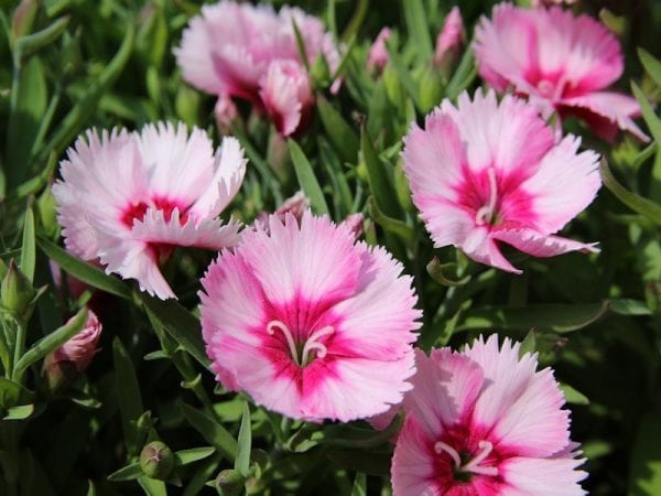 Dianthus - Carnation Pink