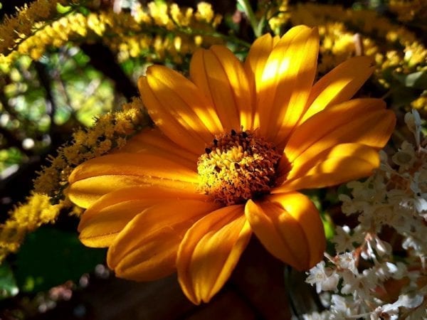 Heliopsis - False Sunflower