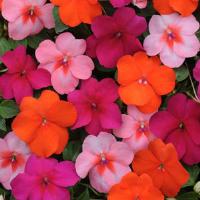 Impatiens