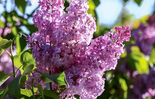 Lilacs (Syringa)