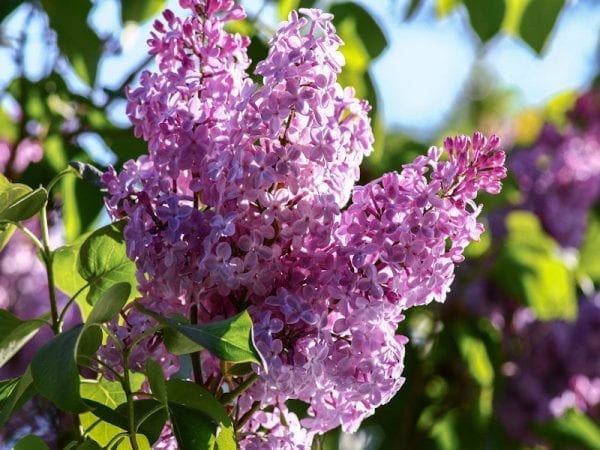 Lilacs (Syringa) - Schwartz Greenhouse
