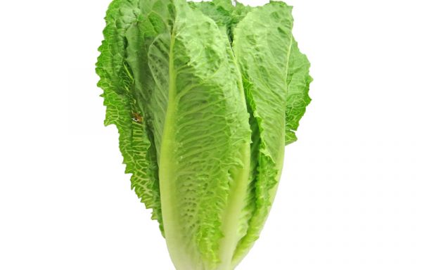 Lettuce, Romaine