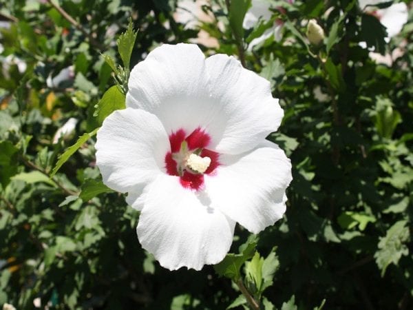 Rose of Sharon - Hibicus