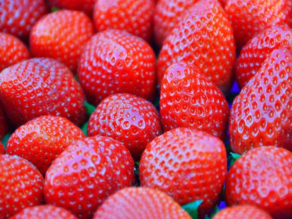 Strawberries, Everbearing & Junebearing