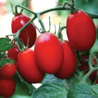 Tomato, Red Cherry