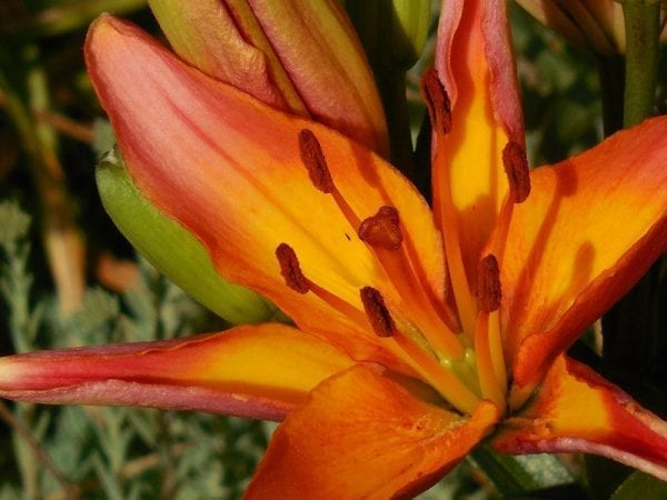 asiatic-lily