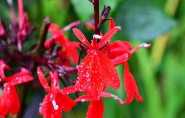 Lobelia (cardinal flower)