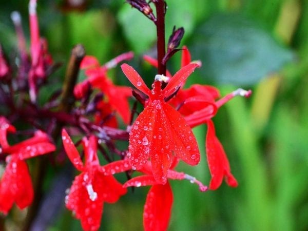 lobelia Cardinal Flower