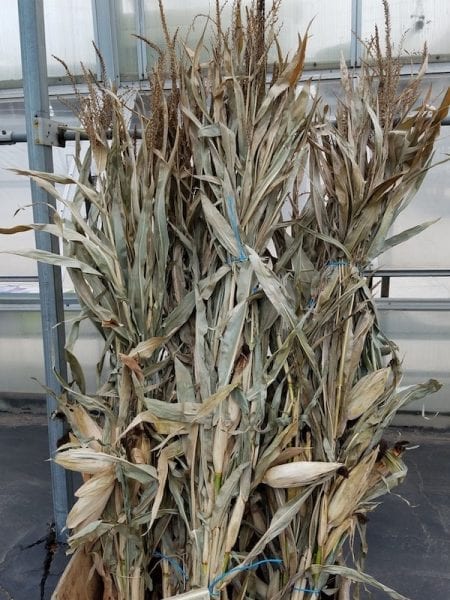 Schwartz Greenhouse & Garden Center fall Corn stalks