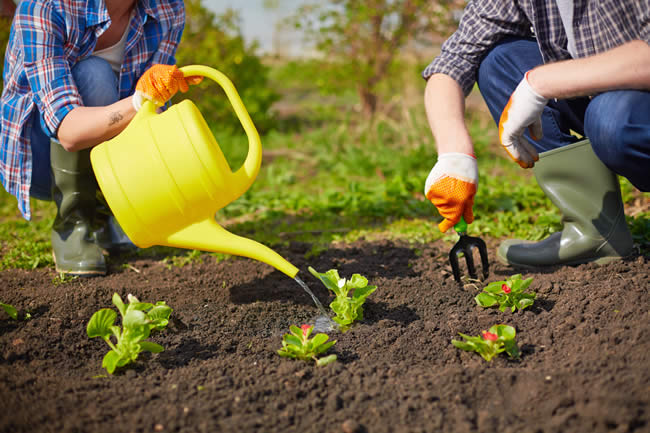 Watering Your Vegetable Garden - Schwartz Greenhouse