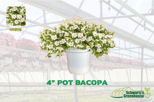 4-inch-pot-Bacopa