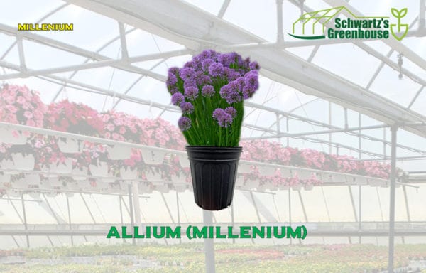 Allium (Millenium)