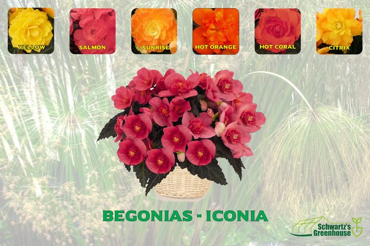 Begonias – Iconia