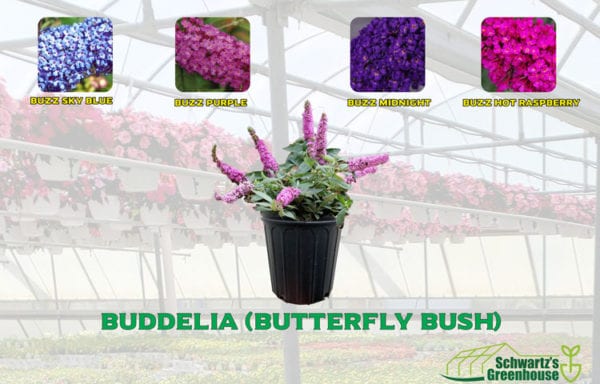 Buddelia (Butterfly Bush)