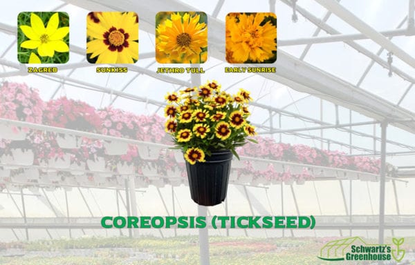 Coreopsis (tickseed)