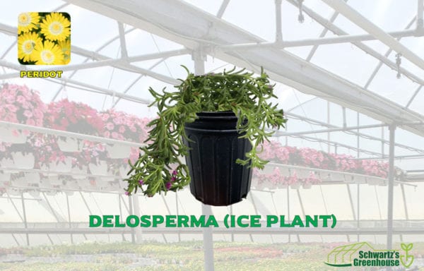Delosperma (ice plant)