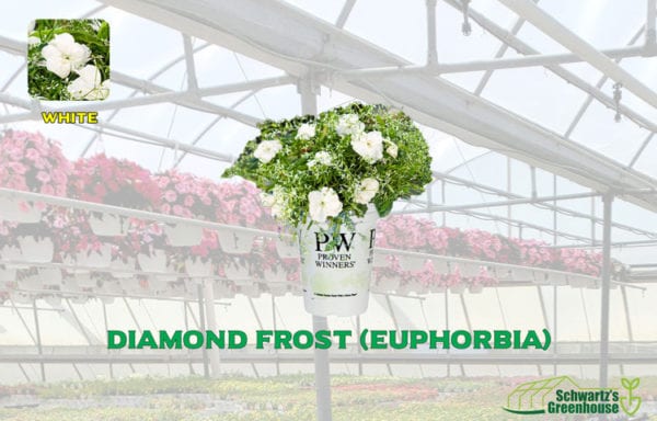Diamond Frost (Euphorbia)