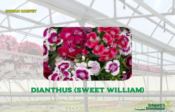Dianthus (sweet william)