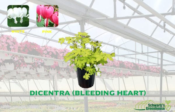 Dicentra (bleeding heart)