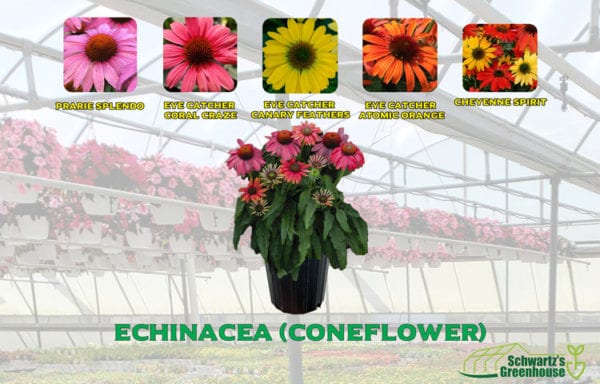 Echinacea (coneflower)