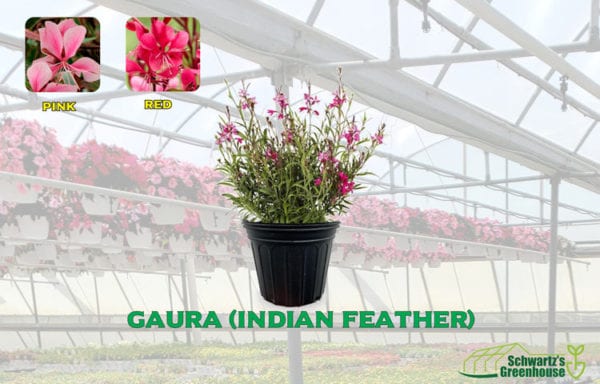 Gaura (Indian Feather)