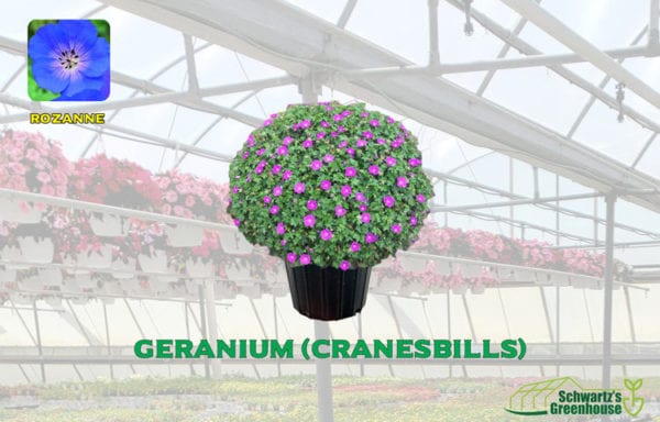 Geranium (Cranesbills)