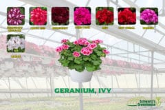 Geranium, Ivy - Schwartz Greenhouse