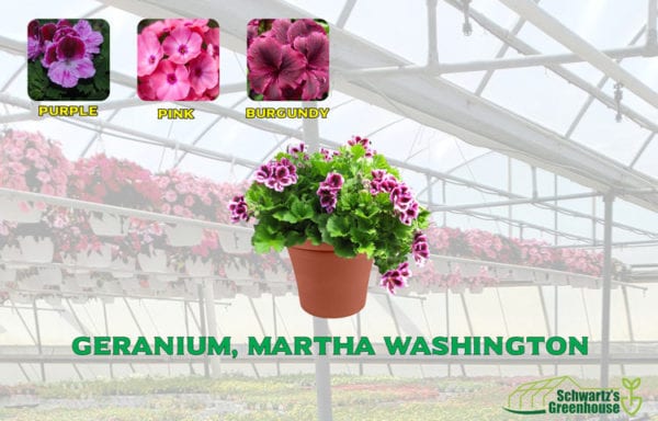 Geranium, Martha Washington