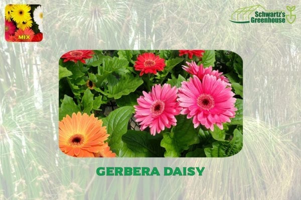 Gerbera-Daisy