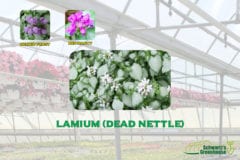 Lamium (dead nettle) - Schwartz Greenhouse