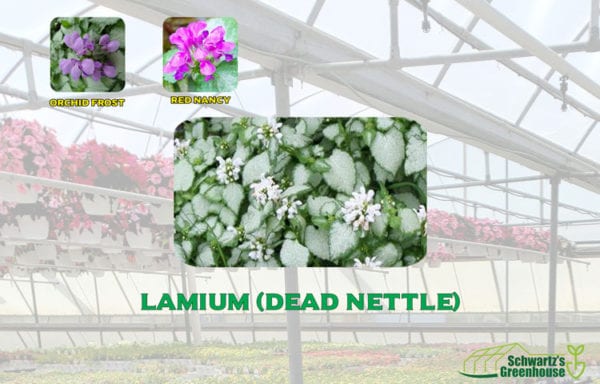 Lamium (dead nettle)
