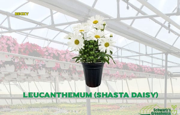 Leucanthemum (Shasta daisy)