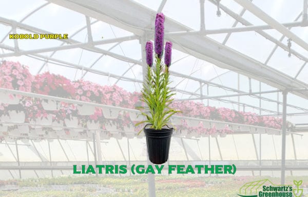 Liatris (Gay Feather)