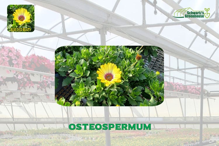 Osteospermum