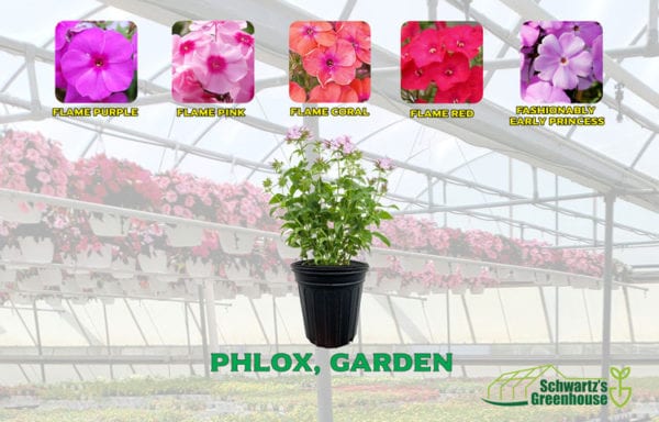 Phlox, Garden