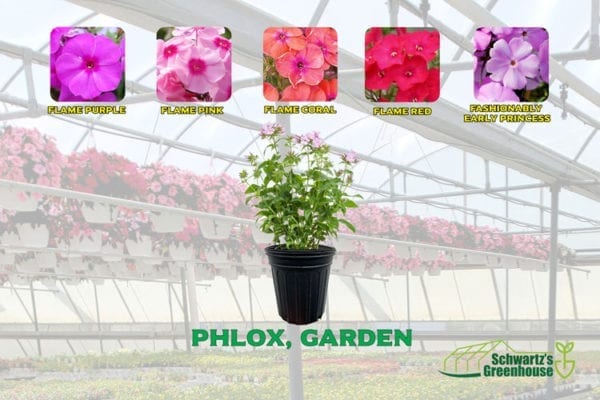 Phlox