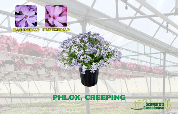 Phlox, creeping