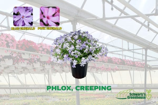 Phlox
