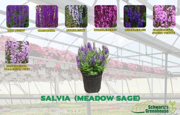 Salvia  (Meadow Sage)