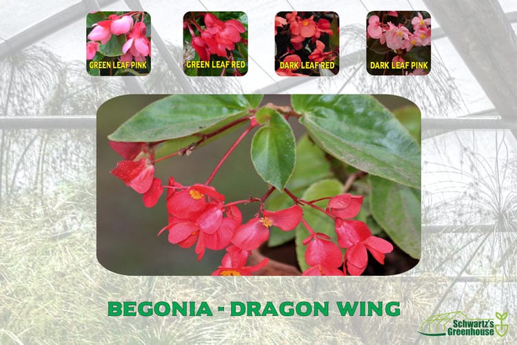 Begonia – Dragon Wing